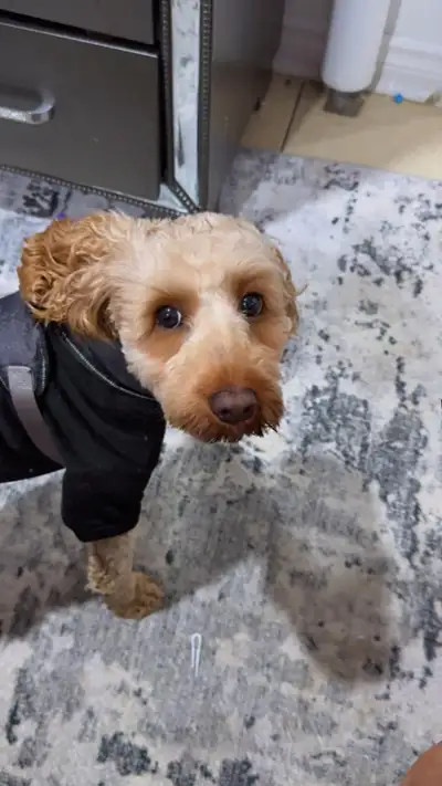 Gucci is looking for a loving rehome (urgent), View more
