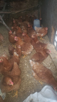CHICKENS FOR SALE 