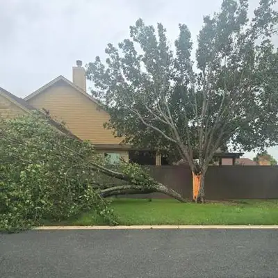 Tree Cleanup, View more
