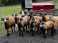 American Blackbelly Sheep / Lambs