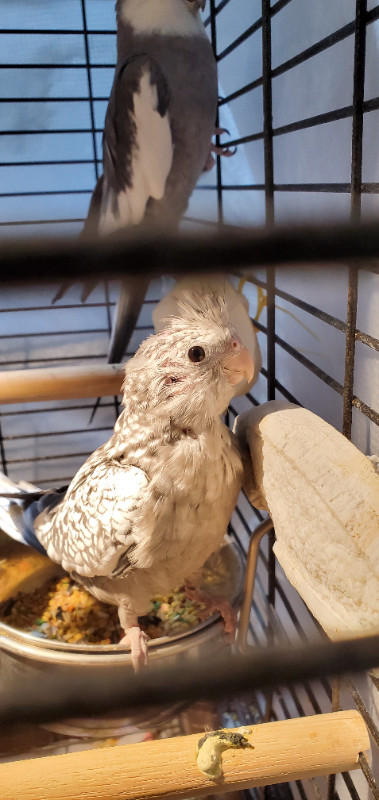 Bébé cockatiel à  vendre dans Oiseaux à adopter  à Ville de Québec - Image 3
