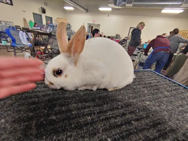 EXTRAORDINARY Netherland dwarf, mini rex, lionhead, Holland lops in Small Animals for Rehoming in Ottawa - Image 3