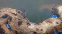 Plecofish and other fish for Aquarium Fish Tank For Sale