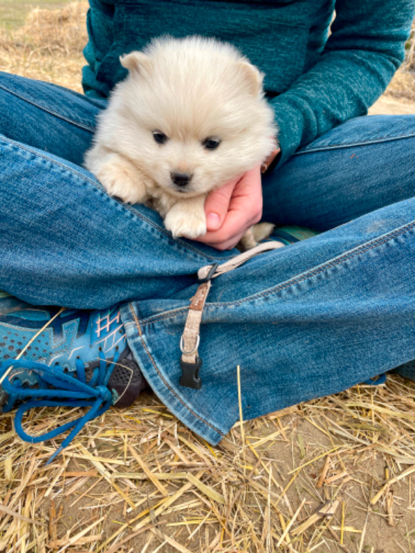 American Eskimo Puppies For Sale in Dogs & Puppies for Rehoming in Prince George - Image 2