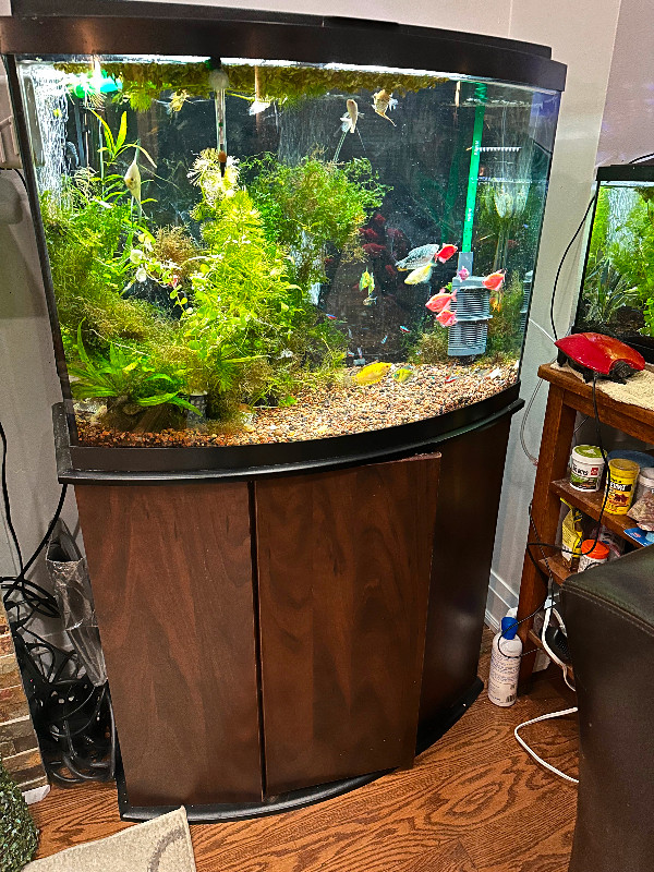 46 gallon Bow Front Aquarium in Accessories in City of Toronto