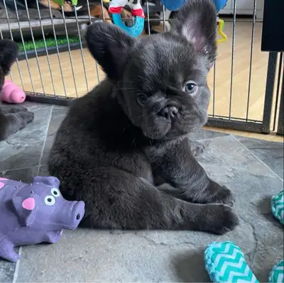 Follow us on Facebook!!!! https://www.facebook.com/profile.php?id=61558955203536 Welcome to Pawdorab...