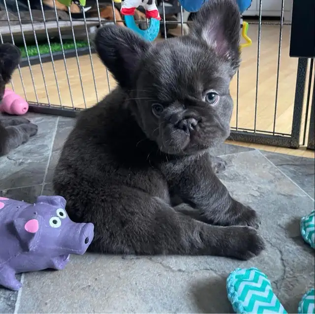 Pawdorabulls French Bulldogs - coming July 6 and July 9!!!! in Dogs & Puppies for Rehoming in Ottawa - Image 4
