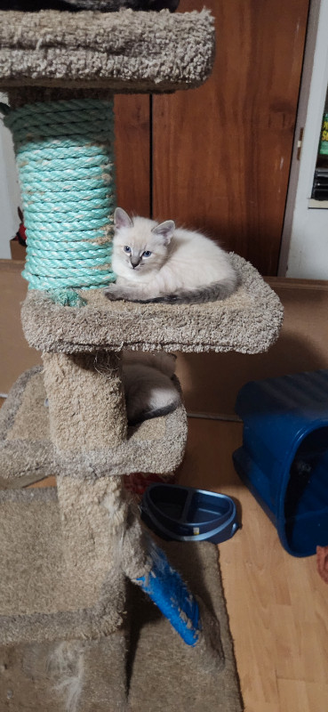 lynx point  Siamese kittens in Cats & Kittens for Rehoming in Campbell River - Image 3