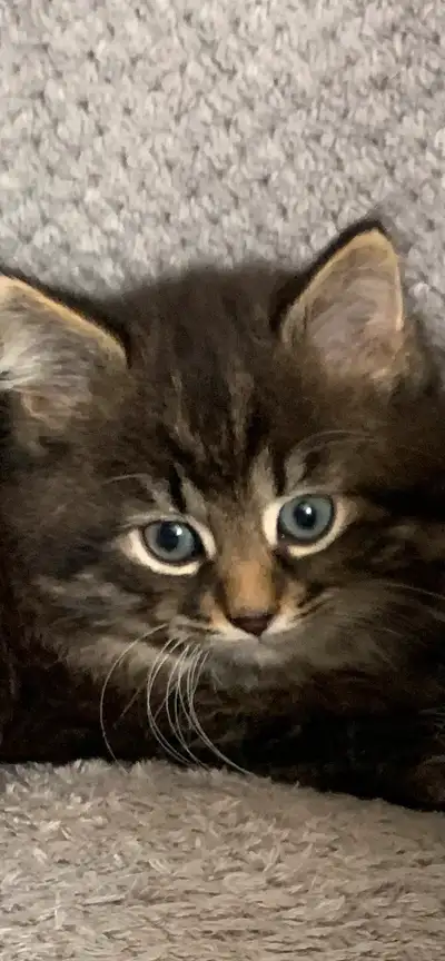 Long haired beautiful kittens They are healthy , born April 18 2025. No shots and only naturally dew...
