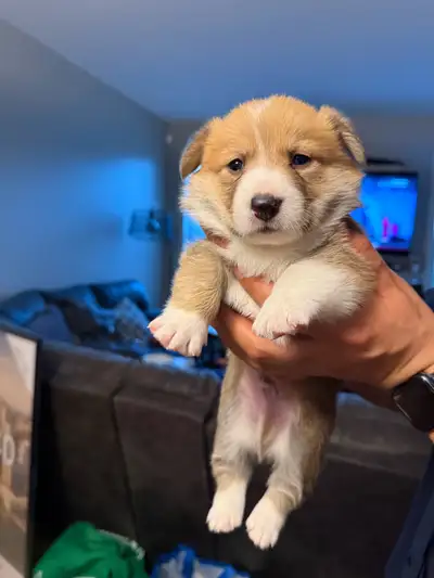 corgi x puppies , View more