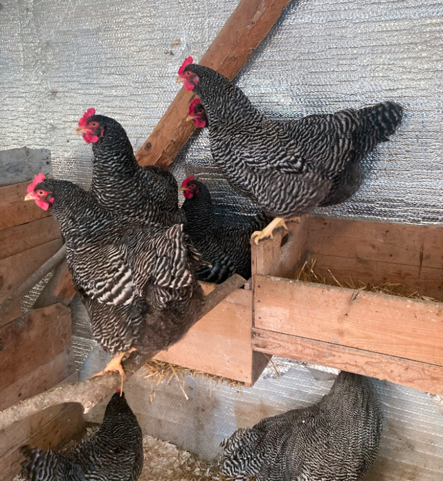 Oeufs fécondés de Plymouth rock barrée dans Animaux de ferme  à Ville de Québec - Image 2