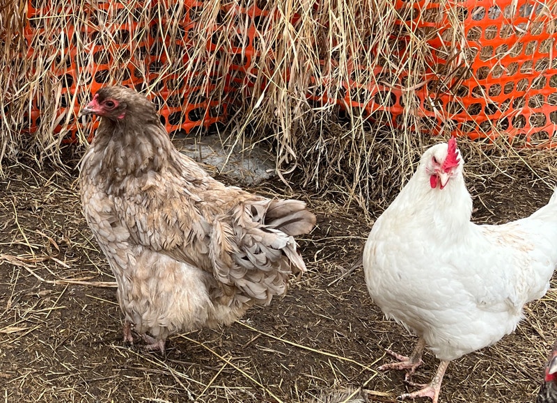 1 to 2 yr old Laying Chicken hens Livestock Edmonton Kijiji