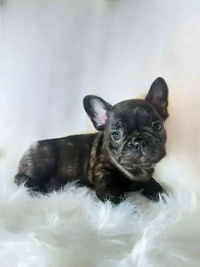 Chiots Bouledogue français à vendre, View more