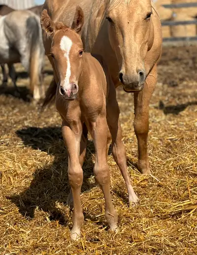 2025 stud colt, View more