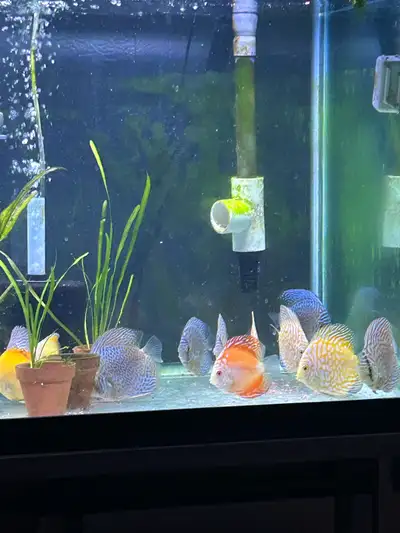 Discus 3.5-4 inches, View more