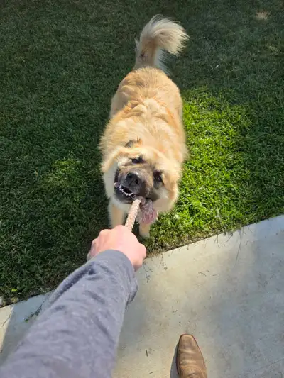 dog needs a new home, View more