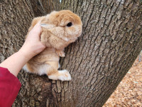 EXTRAORDINARY NETHERLAND DWARF AND LIONHEAD BUNNY RABBITS 