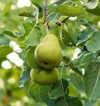 Pear (Anjou) tree