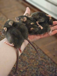 Bébés rats disponibles/Baby rats available 