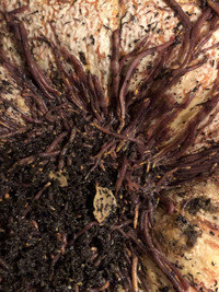 Red wiggler worms (red wigglers) for vermicomposting