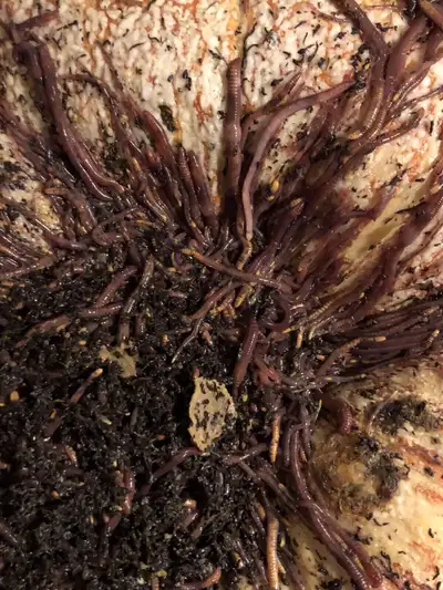Red wiggler worms for vermicomposting, View more