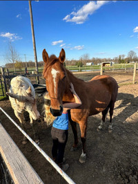 Meet ✨Gypsy✨ a young QH cross mare!