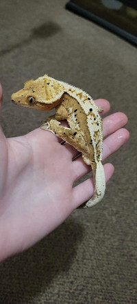 Male Crested Gecko For Sale! (Dalmation x Harlequin) 