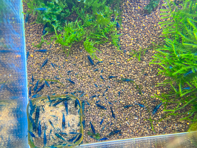 Aquarium Shrimp in Fish for Rehoming in Vancouver - Image 4