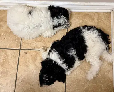 Puppies-2 gorgeous Mini Golden Doodle, View more