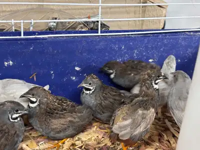 $10 for ALL Male button quail! (IN STOCK), View more