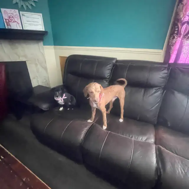 1-Year-Old Male & Female Toy Poodles  in Dogs & Puppies for Rehoming in Fort McMurray - Image 4