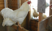 White Chantecler hatching eggs or chicks + more
