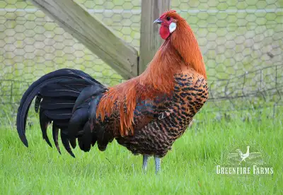 Purebred GOLD Deathlayer eggs - very limited supply, View more