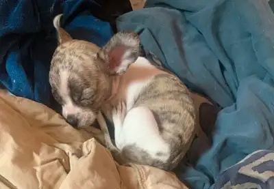 rare brindle pattern pure bred female chihuahua for sale , View more