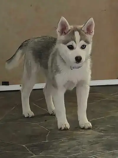 Please read full article. We have 1 pritty girl that is ready to go. -All my pups are born and raise...