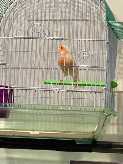 canary with cage, View more