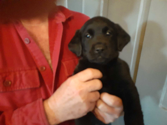 Purebred Black Labrador Pups in Dogs & Puppies for Rehoming in Norfolk County - Image 2