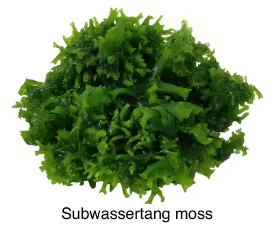 Subwassertang Moss, View more