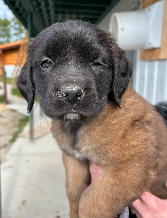 St.Bernard/Mastiff X Puppies for Sale in Dogs & Puppies for Rehoming in Edmonton - Image 4