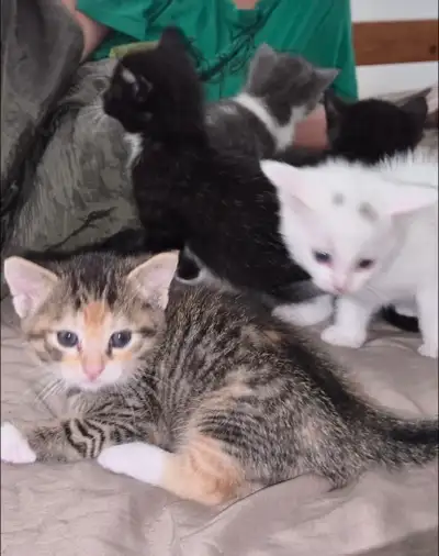 Kittens for sale ,9 weeks old, white male & 4 females, View more