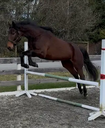 4 year old in spring 16 hand made Easy brave Jumps 10/10 Flat movement 10/10 Willing Open to offers