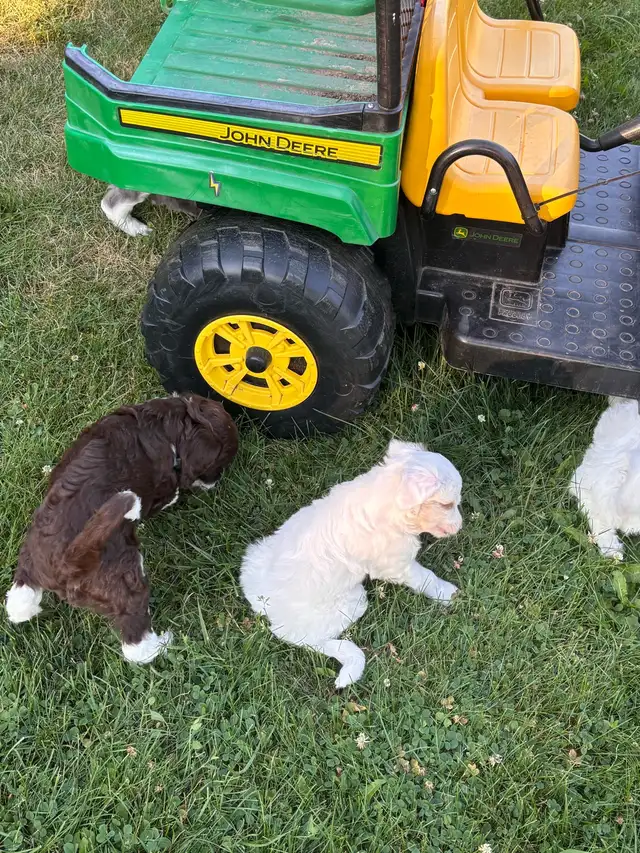 Aussie Springer Doodle Puppies in Dogs & Puppies for Rehoming in Oakville / Halton Region - Image 8