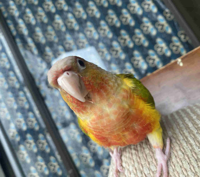 Bird conure pineapple in Birds for Rehoming in Mississauga / Peel Region