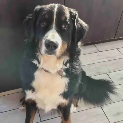 Bouvier Bernois, View more