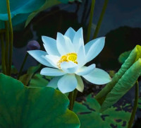 I'm selling baby water lotus Lily that can decorate your tank