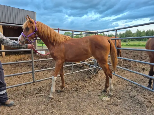 Yearling Arabian filly for sale in Horses & Ponies for Rehoming in Owen Sound - Image 9