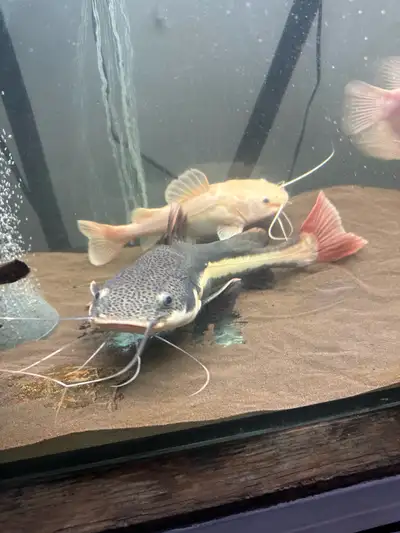 Beutiful Redtail Catfish, View more