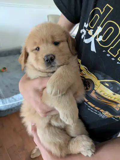Chiots femelles golden, View more