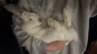 I have a couple of Flemish bunnies for sale. Katana is the white male. He’s got the cool pattern at...