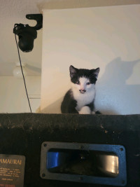 Blue Russian Tabby mix Kittens. ready to be rehomed